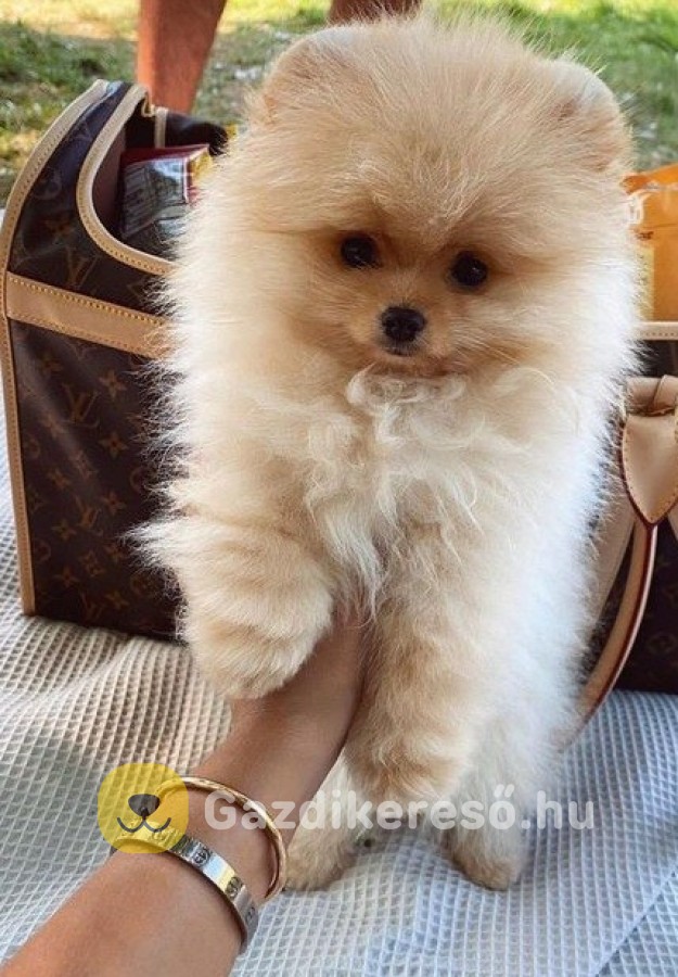 Pomerániai törpe spitz Pomerániai törpe spitz