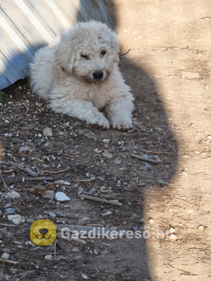 Komondor kölyök 