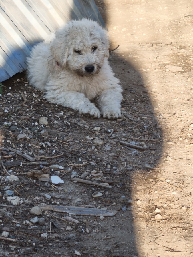Komondor kölyök 