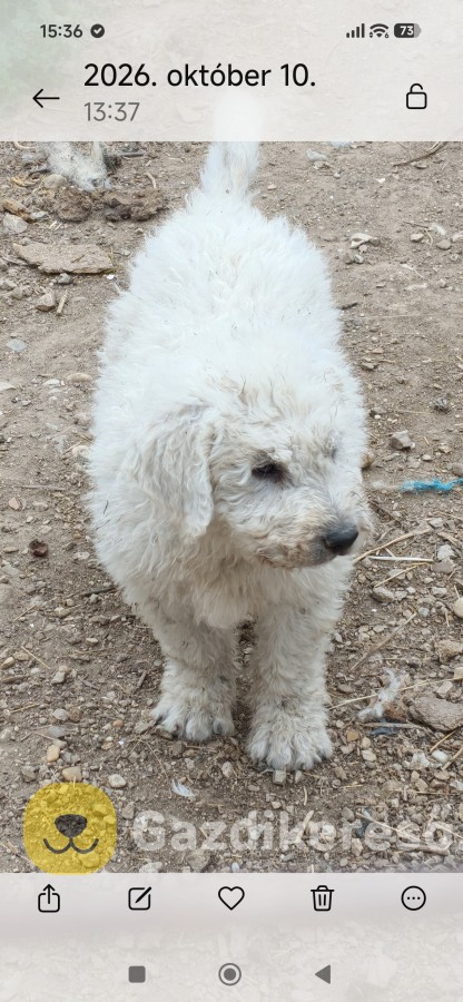 Komondor kölyök 