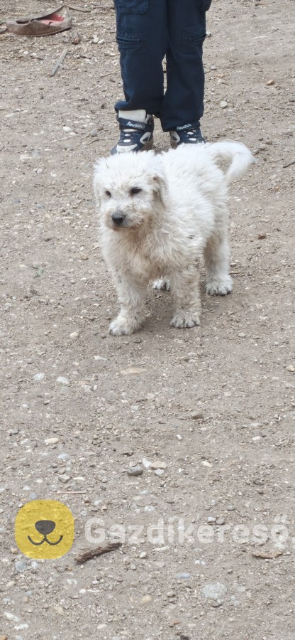 Komondor kölyök 