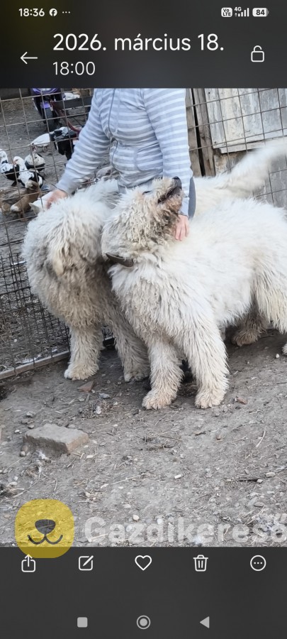 Komondor kölyök 