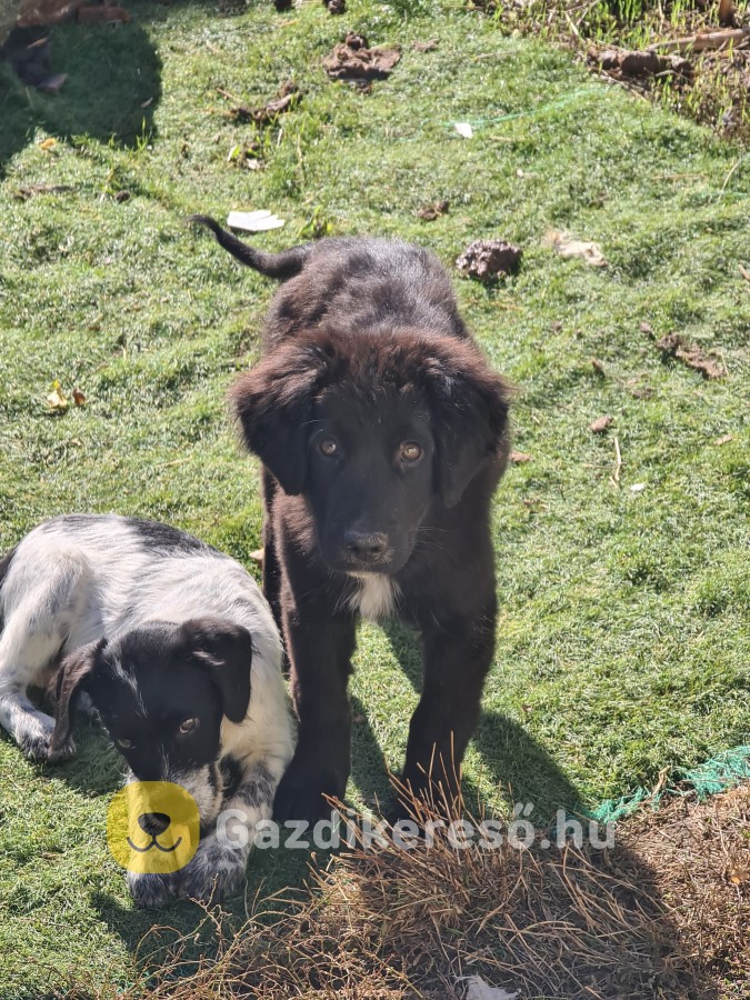 Kutya apróhirdetés Kutya apróhirdetés