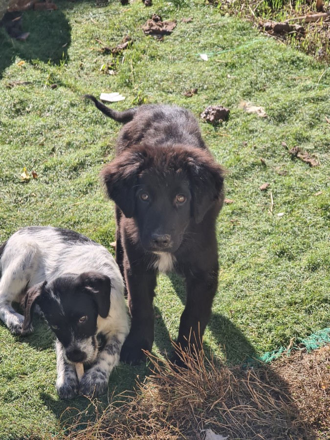 Kutya apróhirdetés