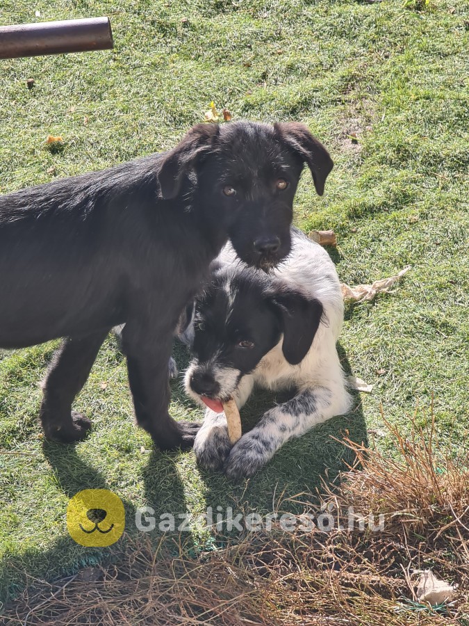 Kutya apróhirdetés Kutya apróhirdetés
